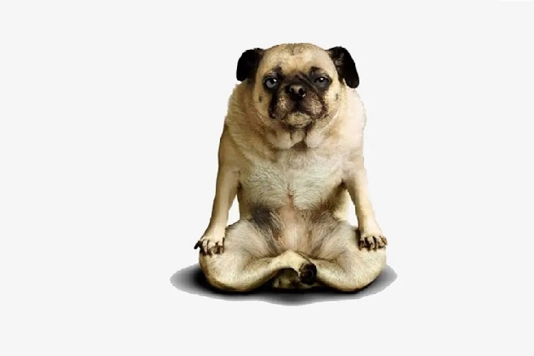 Waarom kan een hond de verleiding van een yogamat niet weerstaan?
